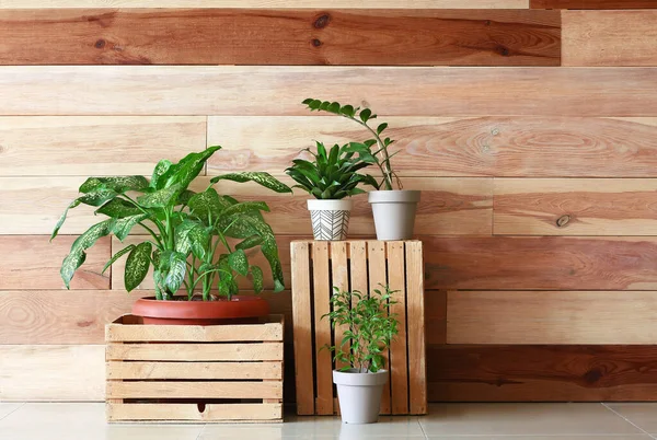 Zielone Rośliny Pudełkami Pobliżu Drewnianej Ściany — Zdjęcie stockowe