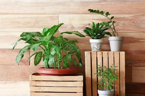 Plantas Interior Verdes Con Cajas Cerca Pared Madera — Foto de Stock