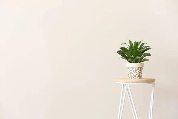 Green houseplant on table against light background