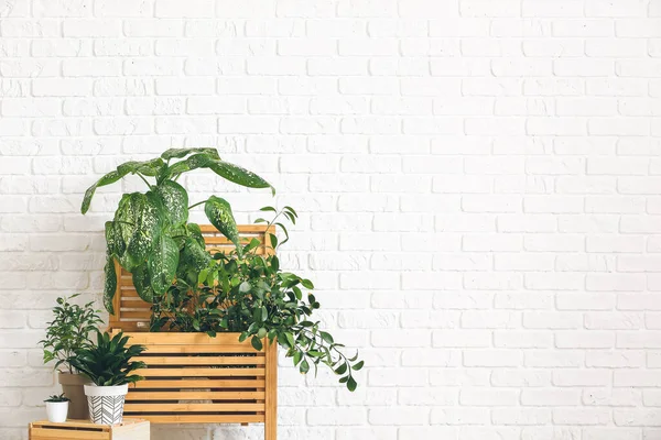 Beyaz Tuğla Duvarın Yanında Kutuları Olan Yeşil Bitkiler — Stok fotoğraf