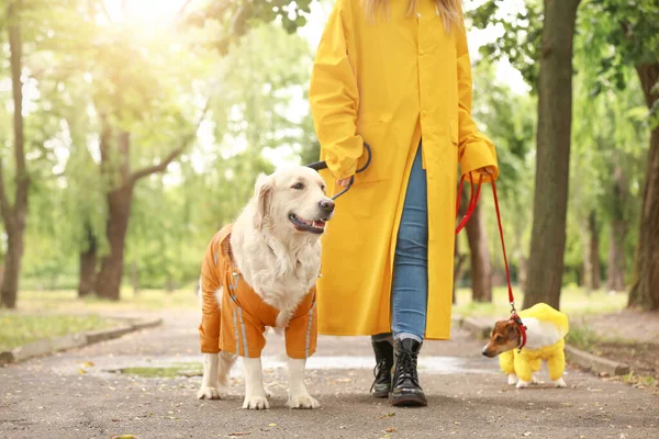 屋外を歩くレインコートで面白い犬や所有者 — ストック写真