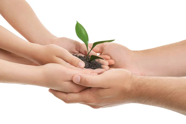 Hands Family Small Plant White Background — Stock Photo, Image