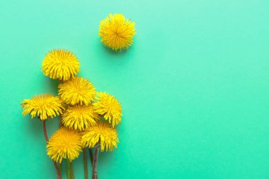 Renkli arkaplanda güzel karahindibalar