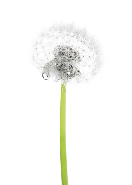 Beautiful Dandelion White Background — Stock Photo, Image