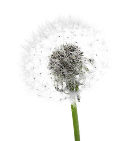 Hermoso Diente León Sobre Fondo Blanco —  Fotos de Stock