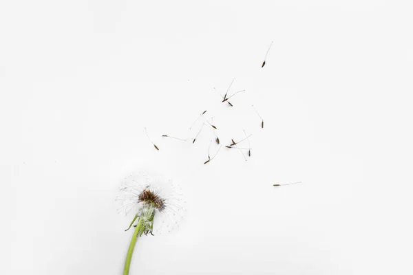Beautiful Dandelion Seeds White Background — Stock Photo, Image