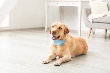 Evde tıbbi koruyucu maskeli sevimli bir köpek var.