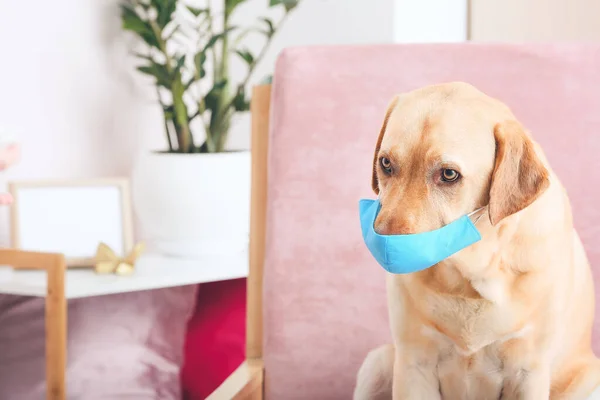 Sød Hund Med Medicinsk Beskyttende Maske Derhjemme - Stock-foto