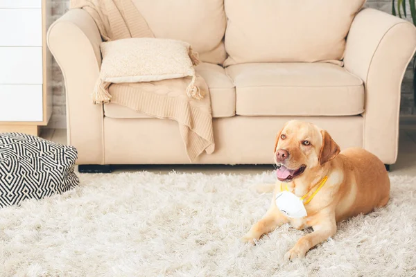 Anjing Lucu Dengan Topeng Pelindung Medis Rumah — Stok Foto