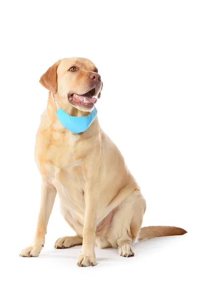 Netter Hund Mit Medizinischer Schutzmaske Auf Weißem Hintergrund — Stockfoto