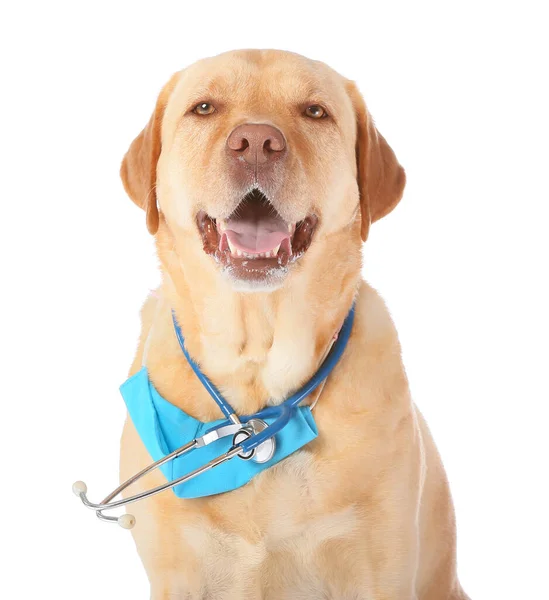 Netter Hund Mit Medizinischer Schutzmaske Und Stethoskop Auf Weißem Hintergrund — Stockfoto