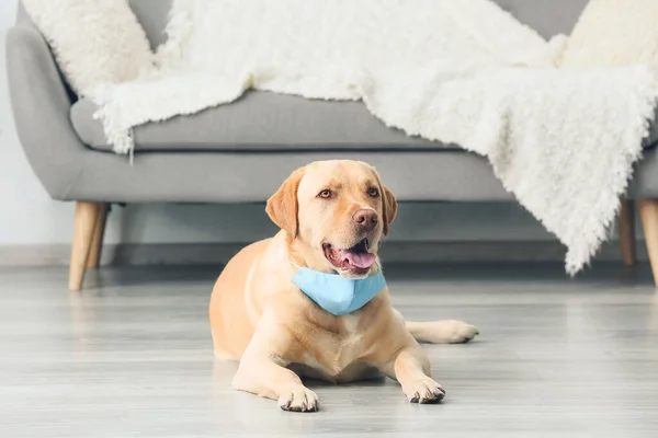 Anjing Lucu Dengan Topeng Pelindung Medis Rumah — Stok Foto