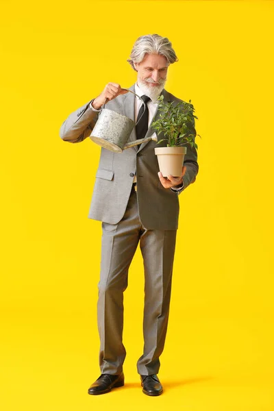 Senior Businessman Watering Can Houseplant Color Background — Stock Photo, Image