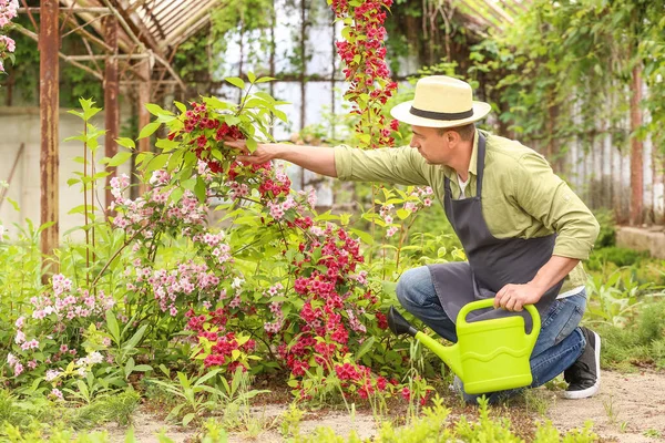 Jardinero Masculino Con Regadera Invernadero — Foto de Stock