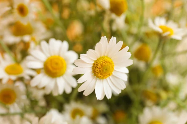 Piękne Kwiaty Rumianku Widok Bliska — Zdjęcie stockowe