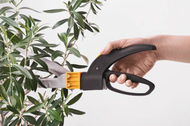 Bahçıvan arka planda bitkinin dalını kesiyor