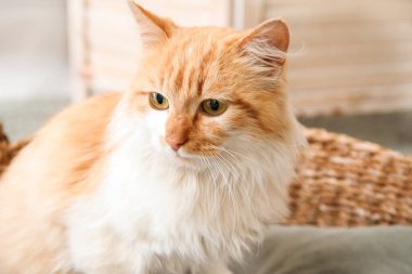 Evde sepetteki sevimli kedi.