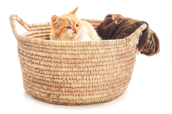 Cute Cat Basket White Background — Stock Photo, Image