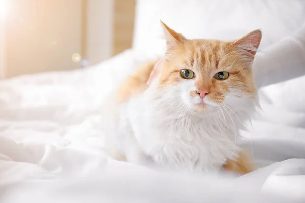 Niedliche Katze Mit Besitzer Schlafzimmer — Stockfoto