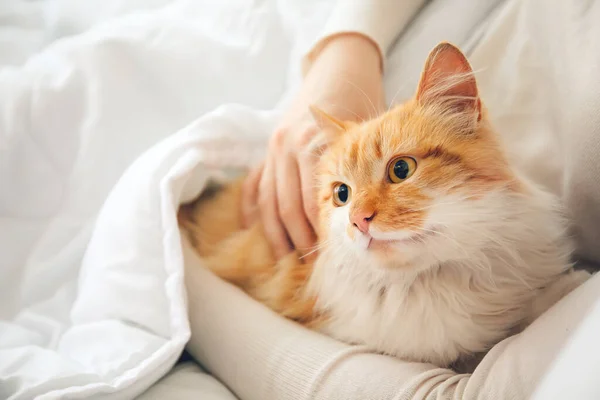 可愛いです猫と一緒にベッドで女性 — ストック写真