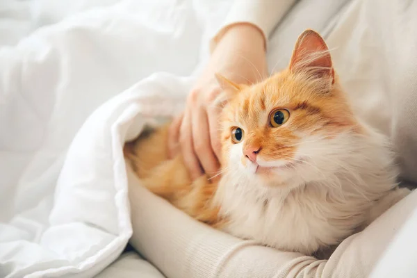 Mulher Com Gato Bonito Cama — Fotografia de Stock