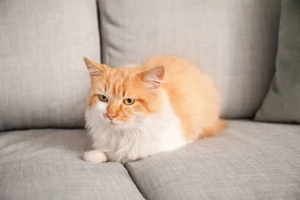 Cute Cat Sofa Home — Stock Photo, Image