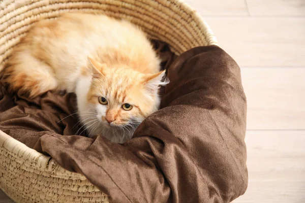 Cute Cat Basket Home — Stock Photo, Image