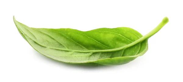 Hoja Albahaca Fresca Sobre Fondo Blanco — Foto de Stock