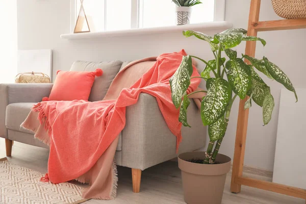 柔らかい枕と枕が部屋にあるソファ — ストック写真