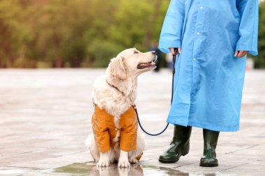 Yağmurluklu komik köpek ve sahibi dışarıda yürüyor.