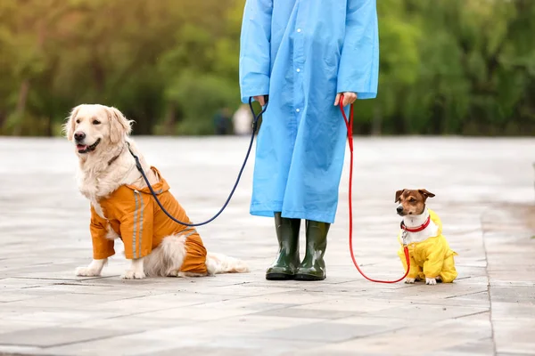 Cães Engraçados Proprietário Capas Impermeáveis Andando Livre — Fotografia de Stock