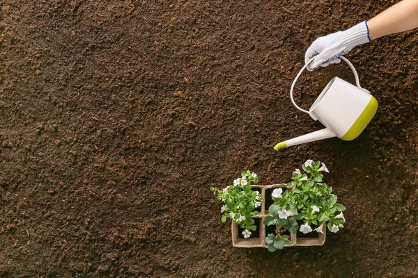 Mão Jardineiro Com Plantas Regador Fundo Solo — Fotografia de Stock