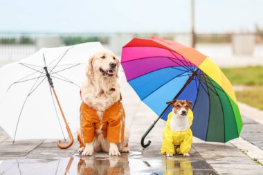 Yağmurluk giymiş komik köpekler ve açık hava şemsiyeleri.
