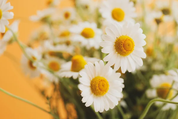 Beautiful Chamomile Flowers Closeup View — Stock Photo, Image