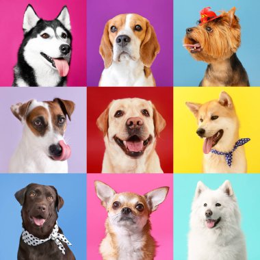 Farklı köpeklerle fotoğraf kolajı