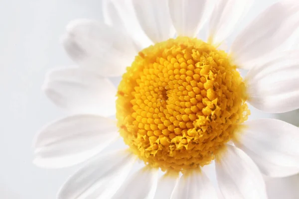 Frische Kamillenblüte Auf Weißem Hintergrund Nahaufnahme — Stockfoto