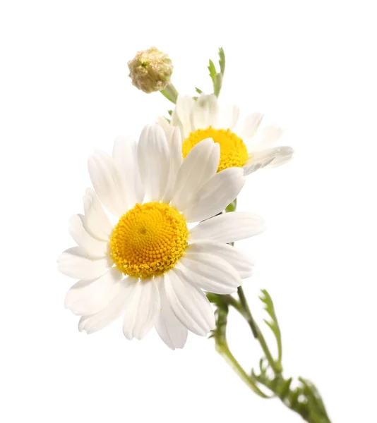 Čerstvé Heřmánku Květiny Bílém Pozadí — Stock fotografie