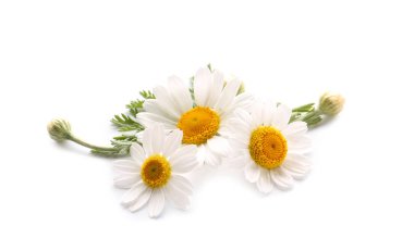 Beyaz arka planda taze papatya çiçekleri