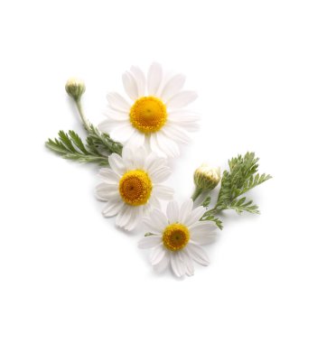 Beyaz arka planda taze papatya çiçekleri