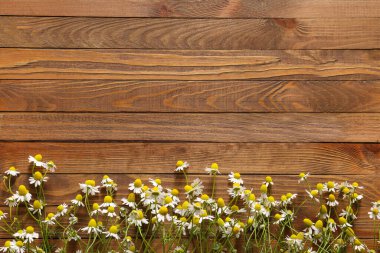 Ahşap arka planda taze papatya çiçekleri