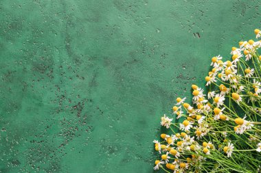 Renkli arkaplanda taze papatya çiçekleri