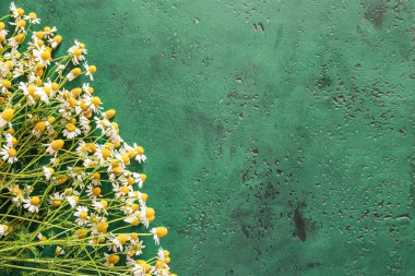 Renkli arkaplanda taze papatya çiçekleri