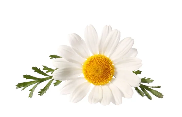 Čerstvé Heřmánku Květiny Bílém Pozadí — Stock fotografie