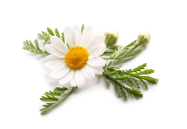 Fleur Camomille Fraîche Sur Fond Blanc — Photo