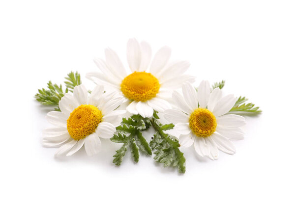 Свежие цветы ромашки на белом фоне