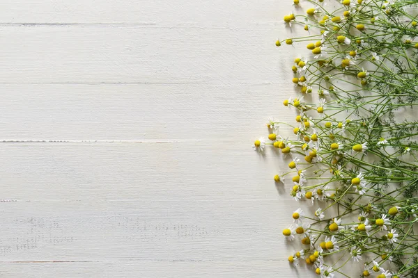 Fresh Chamomile Flowers White Wooden Background — Stock Photo, Image