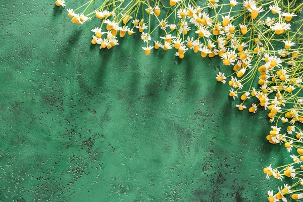 Fresh Chamomile Flowers Color Background — Stock Photo, Image