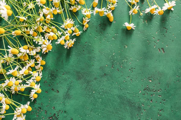 Fresh Chamomile Flowers Color Background — Stock Photo, Image