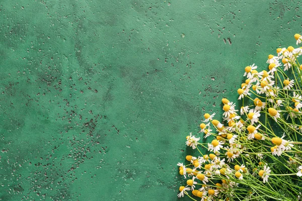 Renkli arkaplanda taze papatya çiçekleri