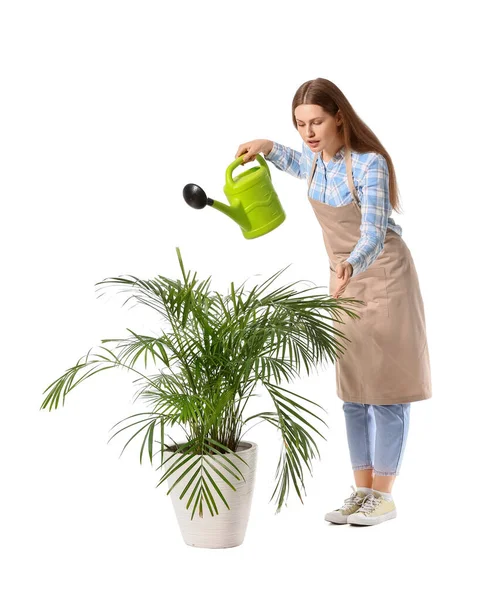 有浇水能力的年轻妇女 背景为白色的家庭植物 — 图库照片